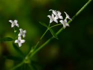 GALIUM - domácí péče, s.r.o.