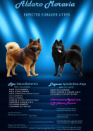 EURASIER Klub o.s.